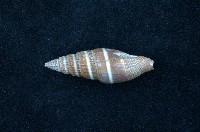 藏品(黑筆螺)的圖片